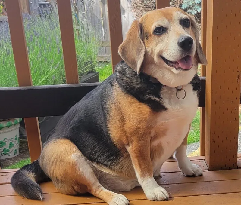 A senior medium-sized male Black Beagle dog named Moses for adoption in Kent, WA