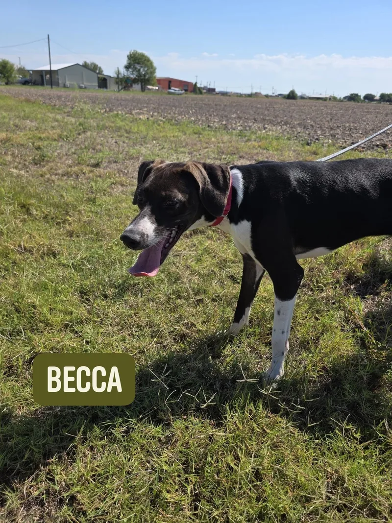 A young medium-sized female Black Pointer dog named Becca for adoption in Port Lavaca, TX