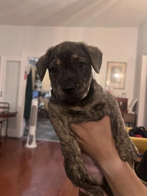 A baby small-sized male American Staffordshire Terrier dog named Ashby for adoption in San Antonio, TX