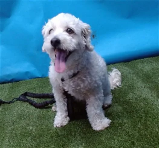 A senior small-sized male Maltese dog named Hanzo for adoption in Gardena, CA