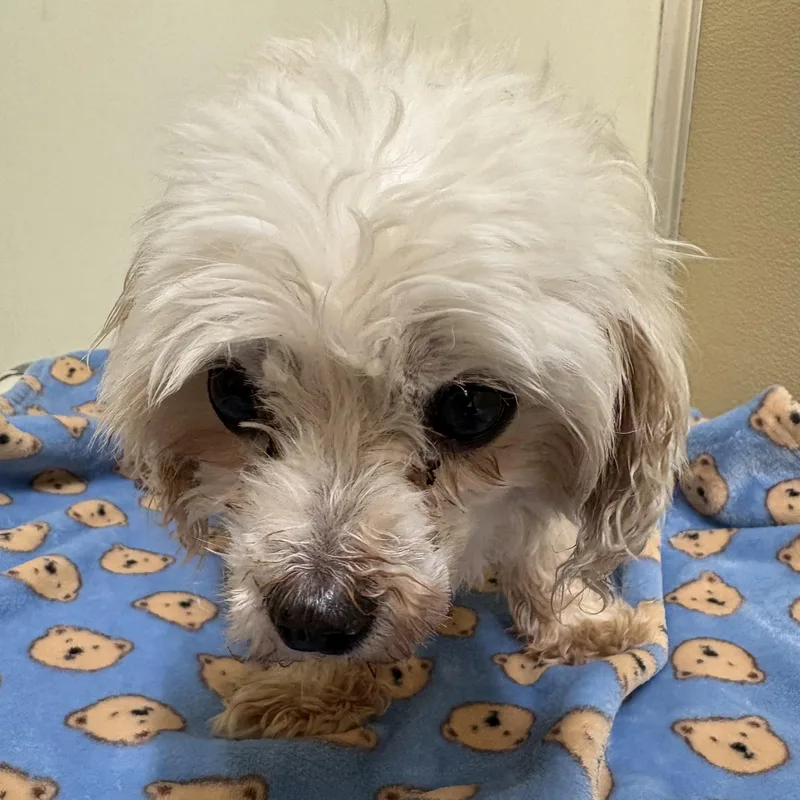 An adult small-sized male White / Cream Maltese dog named Ralph for adoption in Phoenixville, PA