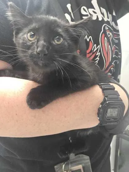 A baby small-sized male Domestic Short Hair cat named Pumbaa for adoption in Sevierville, TN