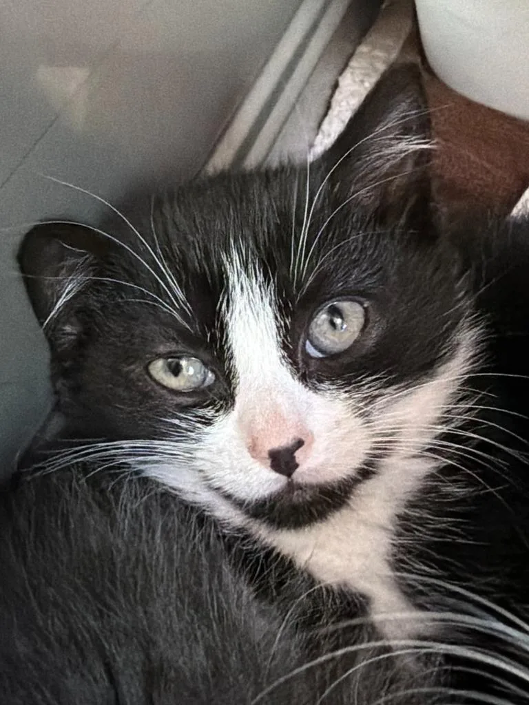 A baby medium-sized female Domestic Short Hair cat named Remi for adoption in Pomona, NY