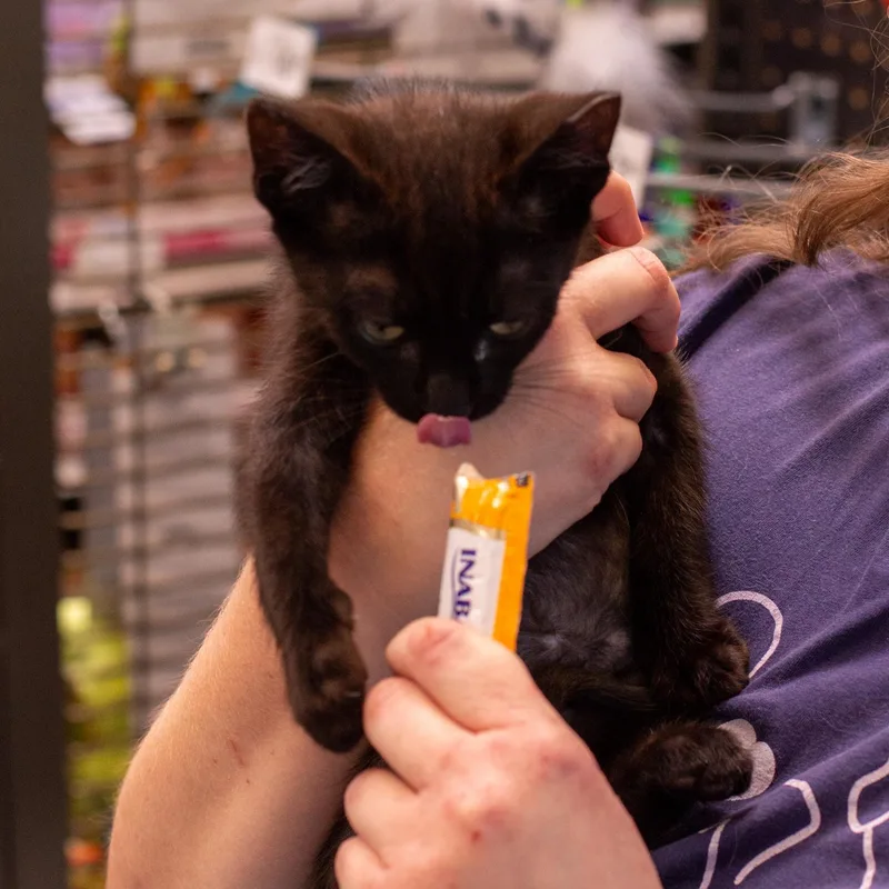 A baby small-sized female Domestic Short Hair cat named Bb for adoption in Elk Grove, CA