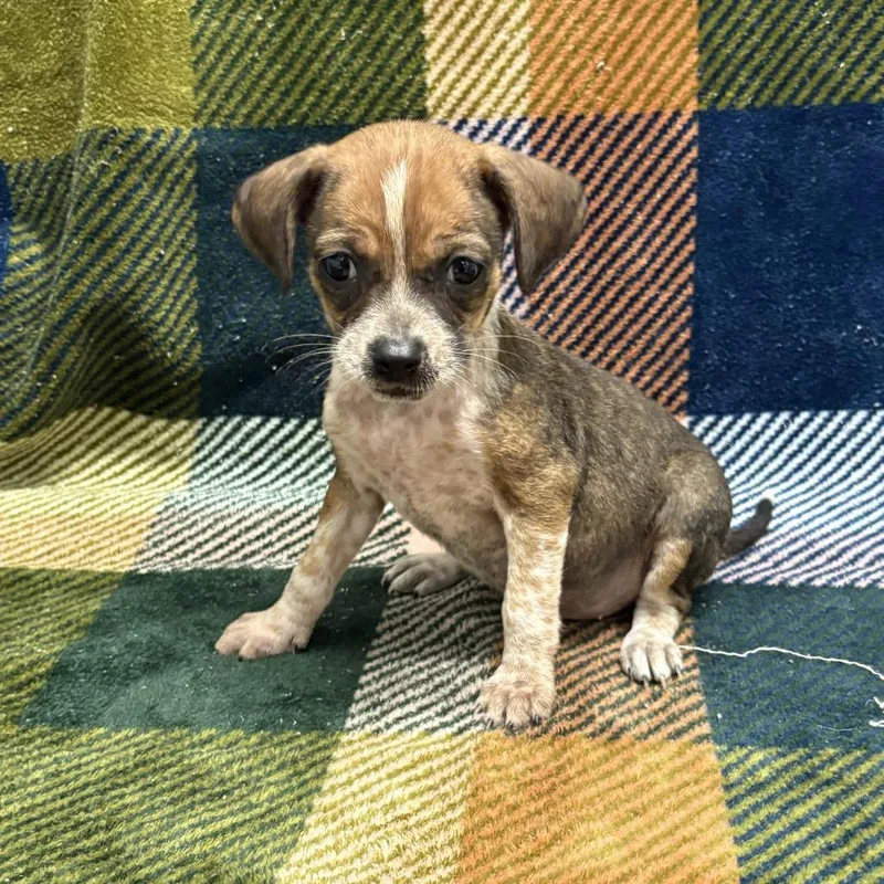 A baby small-sized female Brown / Chocolate Dachshund dog named Vivienne for adoption in Beaumont, TX