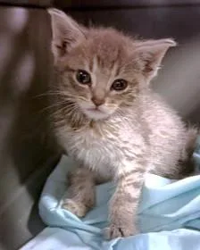 A baby small-sized male Domestic Short Hair cat named Sir Wheeler Westcott for adoption in Washington, DC