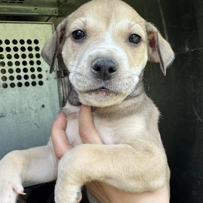 A baby small-sized male Black Pit Bull Terrier dog named Polar for adoption in Birmingham, AL