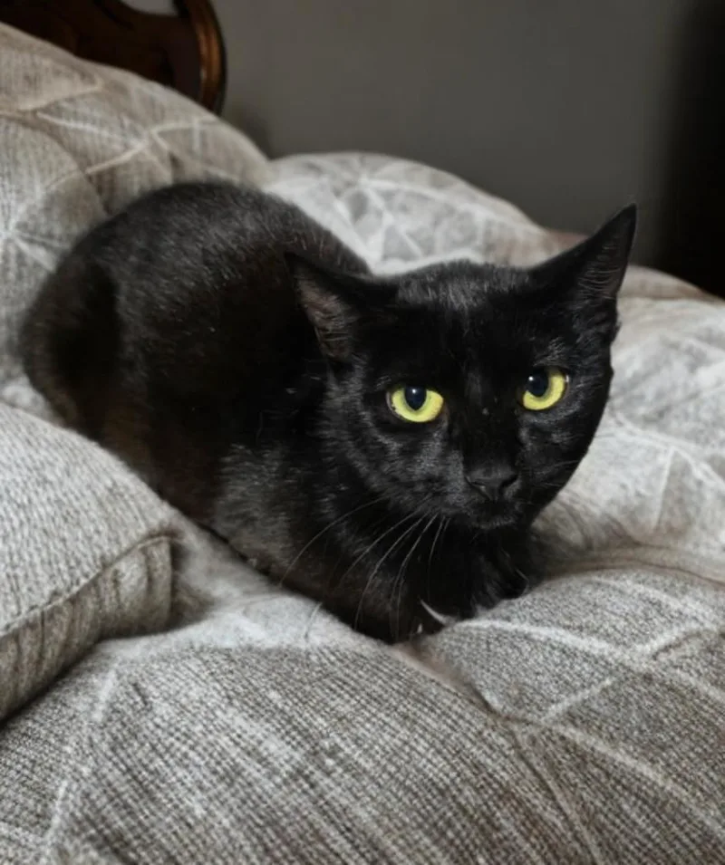 A young medium-sized female Black Domestic Short Hair cat named Coco for adoption in Houston, TX