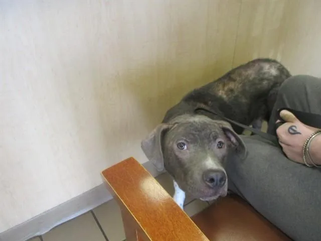 A young medium-sized female Staffordshire Bull Terrier dog named Isabella for adoption in Ocala, FL