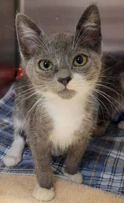 A baby small-sized male Domestic Short Hair cat named Mozzarella for adoption in Eugene, OR