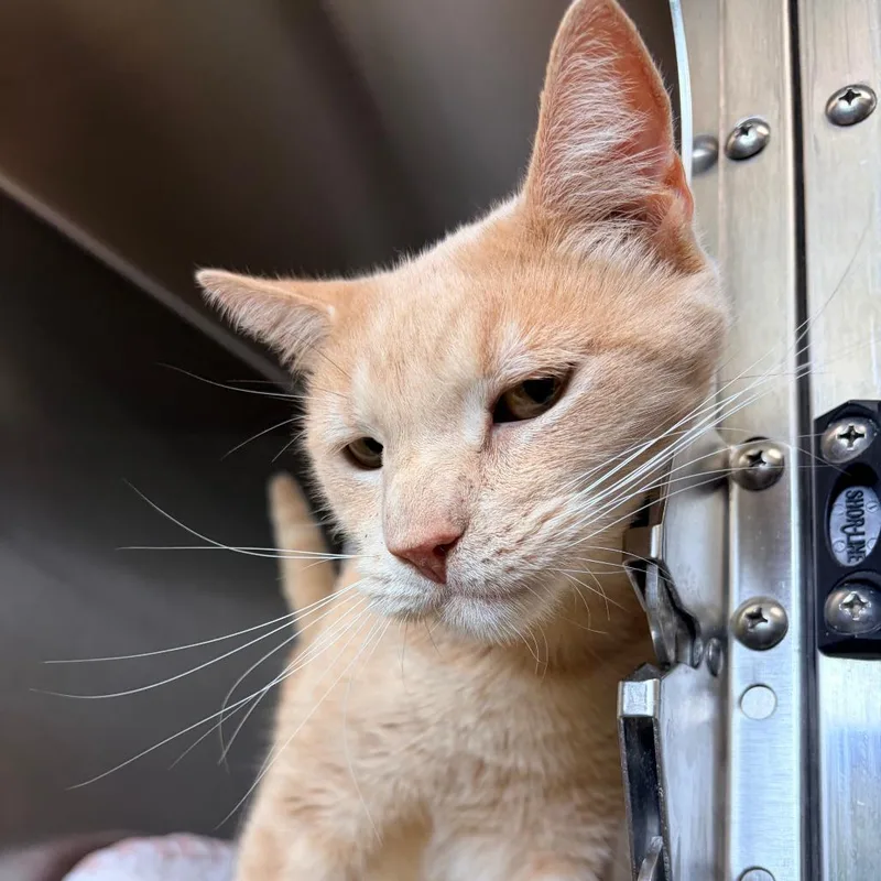 An adult medium-sized male Orange / Red Domestic Short Hair cat named Tony for adoption in Lynchburg, VA