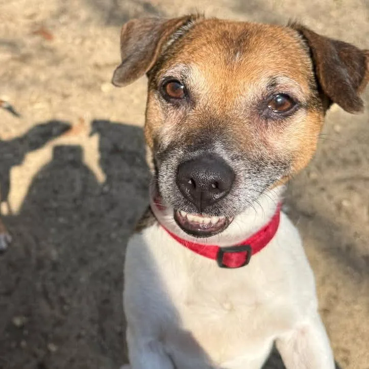 A senior small-sized male Brown / Chocolate Jack Russell Terrier dog named Don for adoption in Hampton Bays, NY