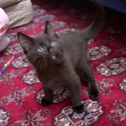 A baby small-sized male Domestic Short Hair cat named Mayson for adoption in Washington, DC