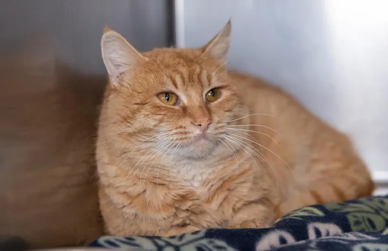 An adult medium-sized male Domestic Short Hair cat named Papa Cheeto for adoption in Lincoln, CA
