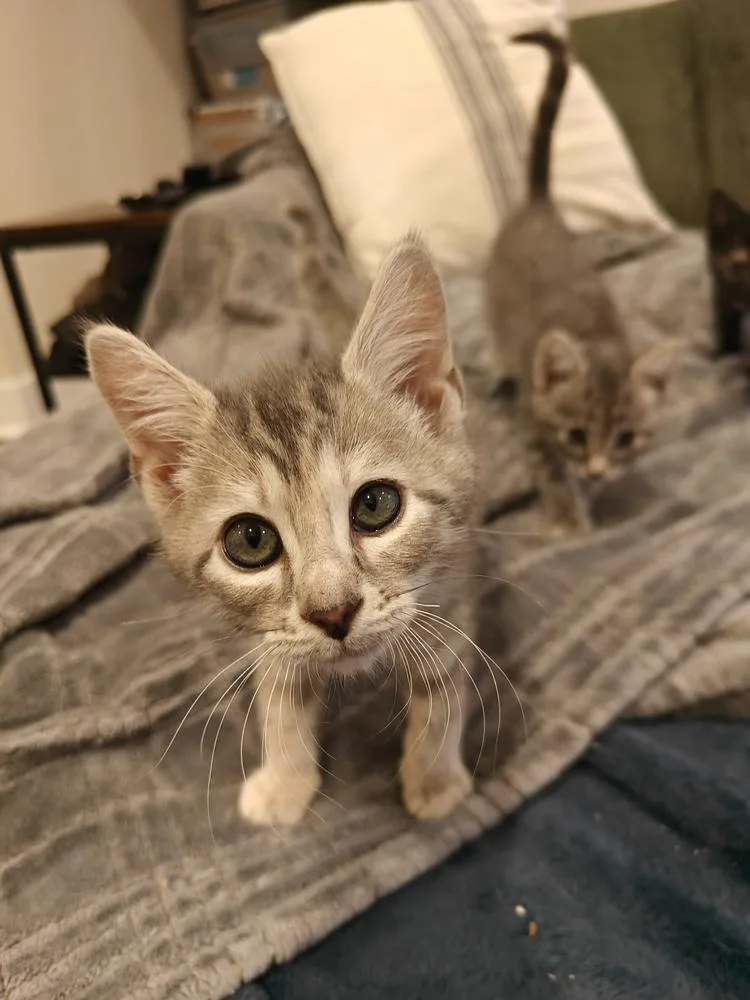 A baby small-sized female Gray & White Domestic Short Hair cat named Cup of Ambition for adoption in Chicago, IL