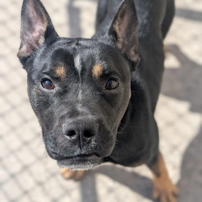 Scrappy Doo thumbnail 2