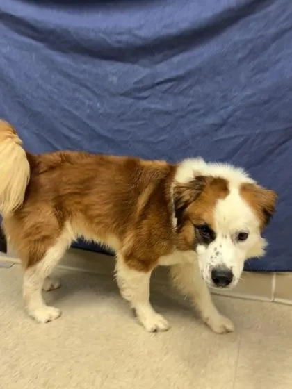 A young medium-sized male Brown / Chocolate Mixed Breed dog named Fergus for adoption in Hamilton, OH