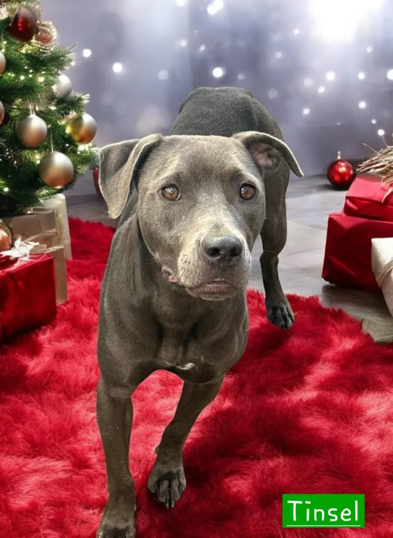 A young medium-sized female American Bully dog named Tinsel for adoption in Winter haven, FL