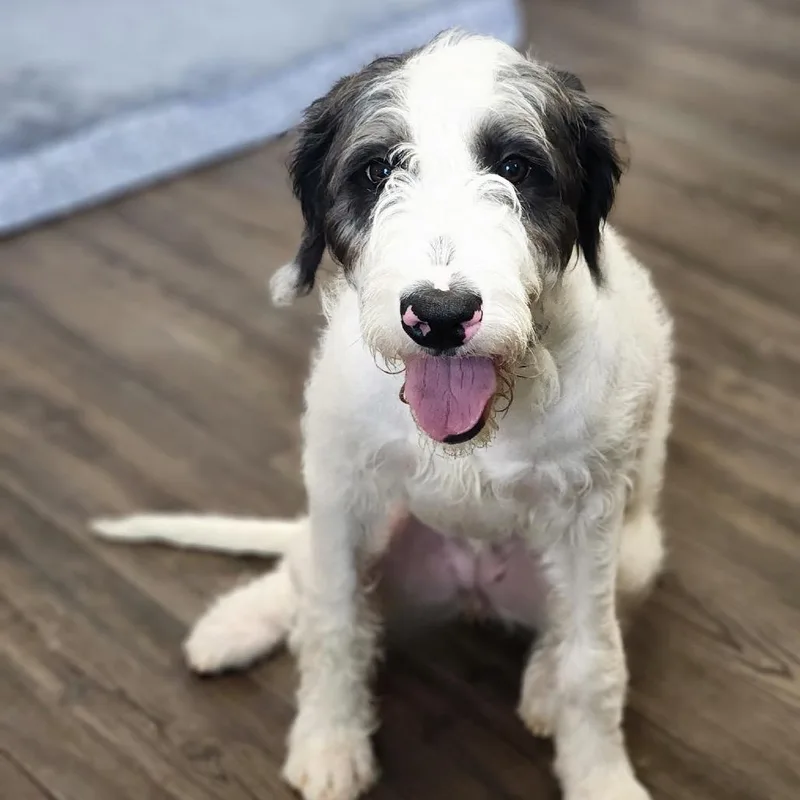 A young small-sized female White / Cream Mixed Breed dog named Hush for adoption in Danville, KY