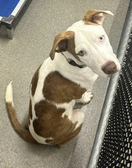 A young medium-sized male Mixed Breed dog named Doug  months for adoption in Sterling, MA
