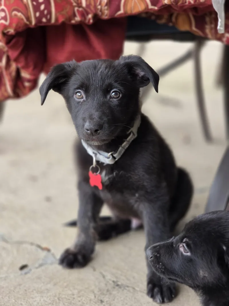 A baby medium-sized male Black Belgian Shepherd / Laekenois dog named Dexter Male D for adoption in Cincinnati, OH