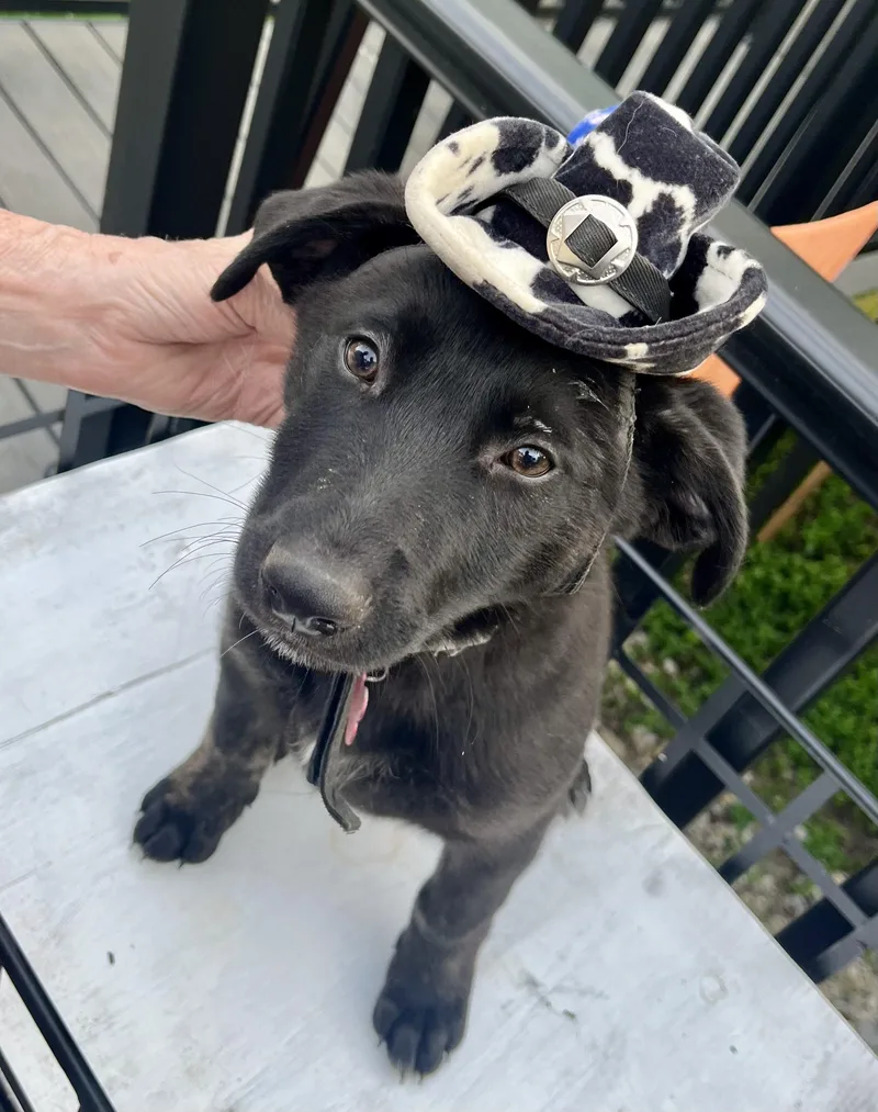 Dexter  Male D thumbnail 2