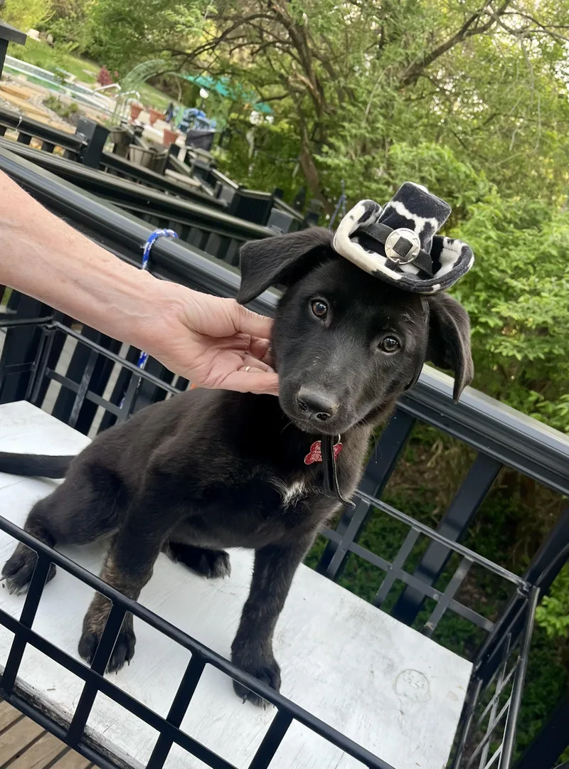 Dexter  Male D thumbnail 3