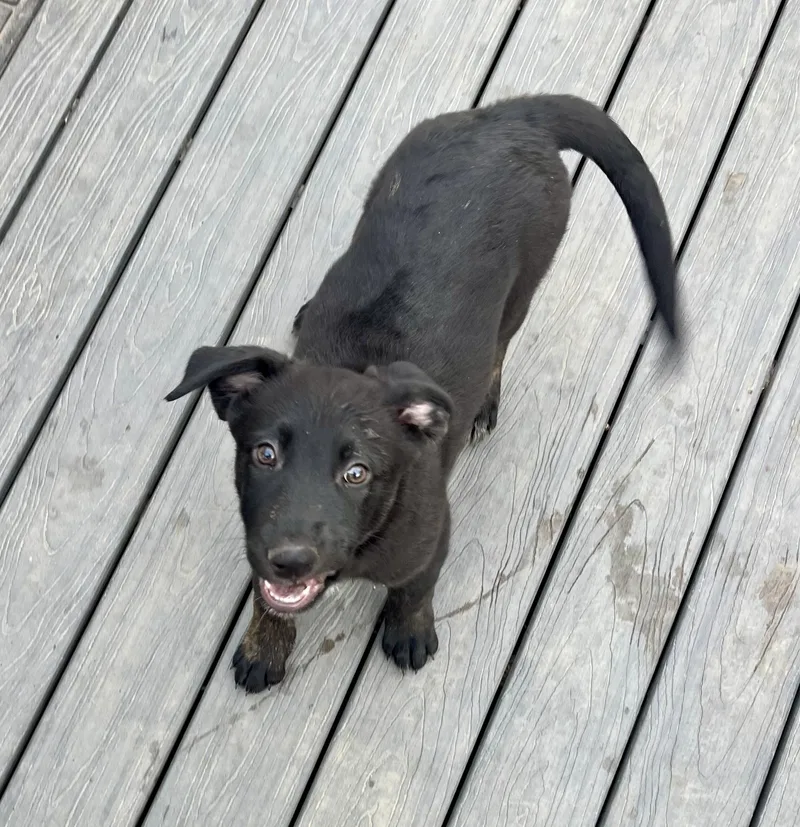 Dexter  Male D thumbnail 4