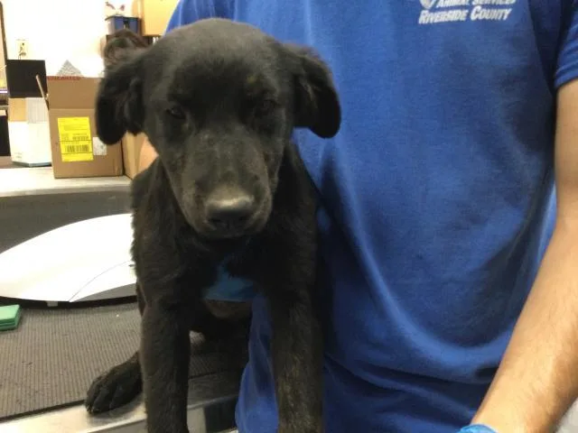 A baby small-sized female Border Collie dog named A for adoption in Riverside, CA