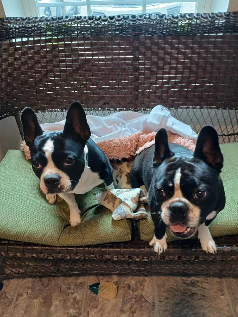 An adult medium-sized male Boston Terrier dog named Spike and Jet for adoption in Eastman, GA