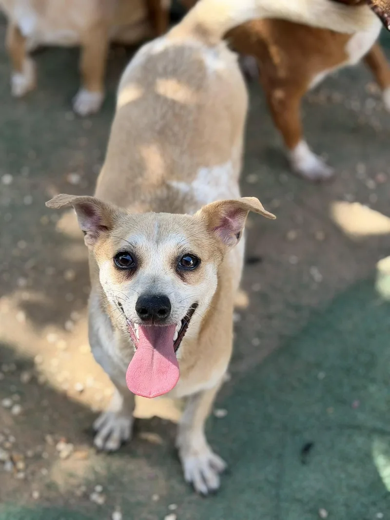 A young small-sized male Rat Terrier dog named Aramis for adoption in Jackson, MS