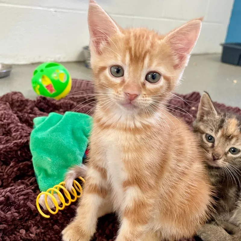 A baby small-sized male Orange / Red Domestic Short Hair cat named Ben And Jerry's for adoption in Carencro, LA