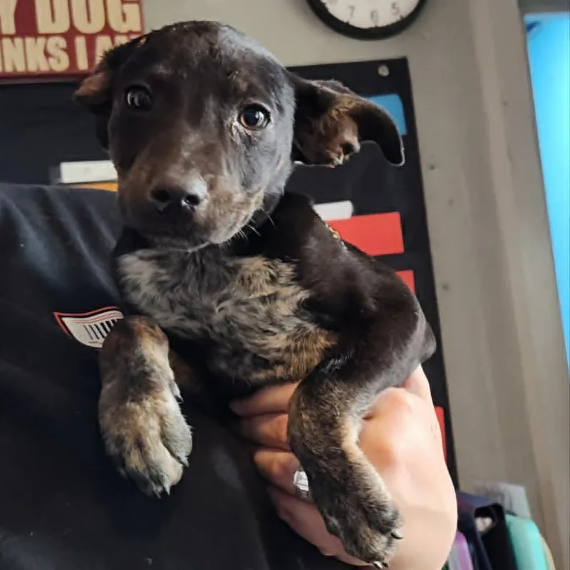 A baby small-sized female Black Mixed Breed dog named Taco Belle for adoption in Pulaski, TN