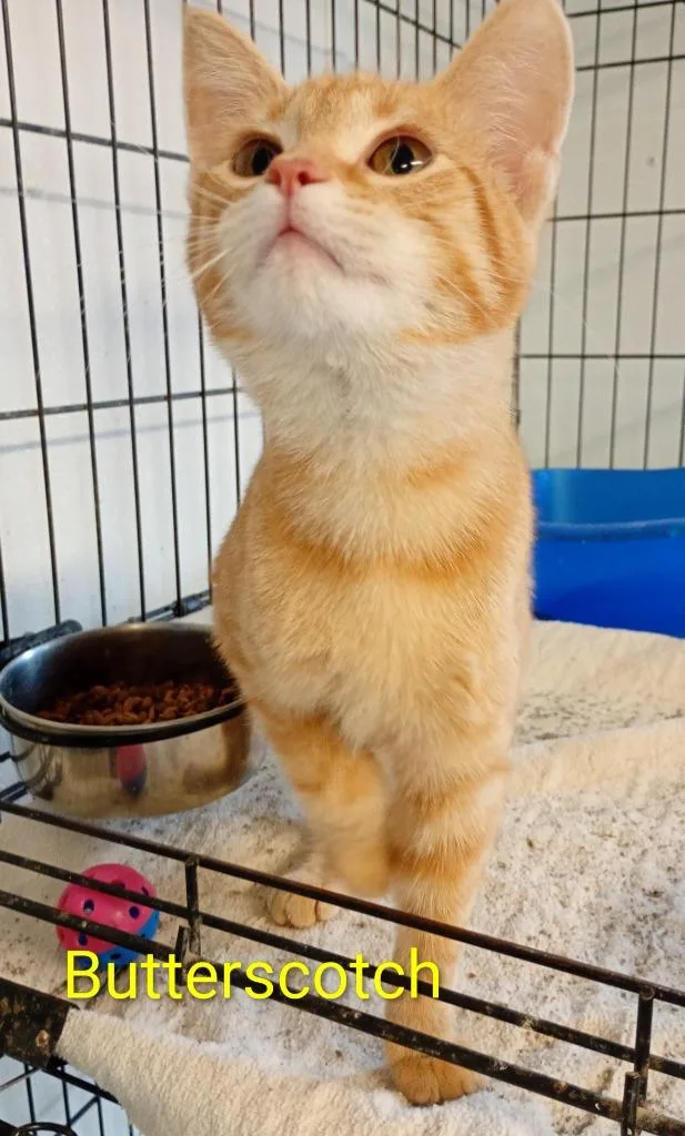 Butterscotch
