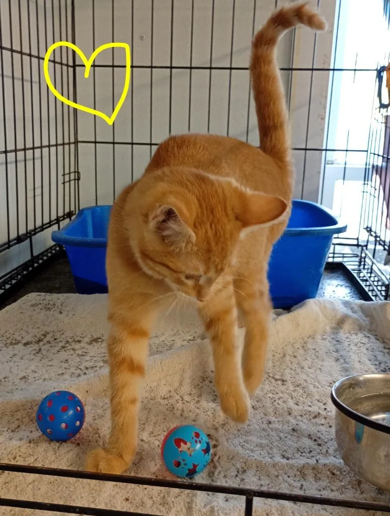 Butterscotch thumbnail 3