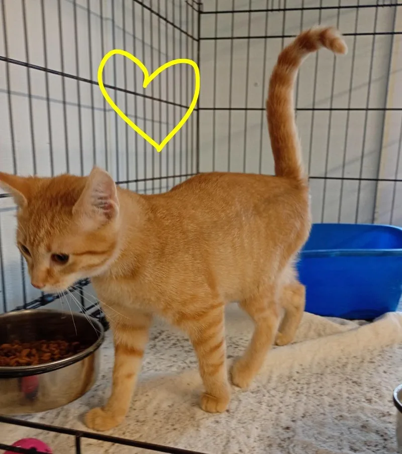 Butterscotch thumbnail 4