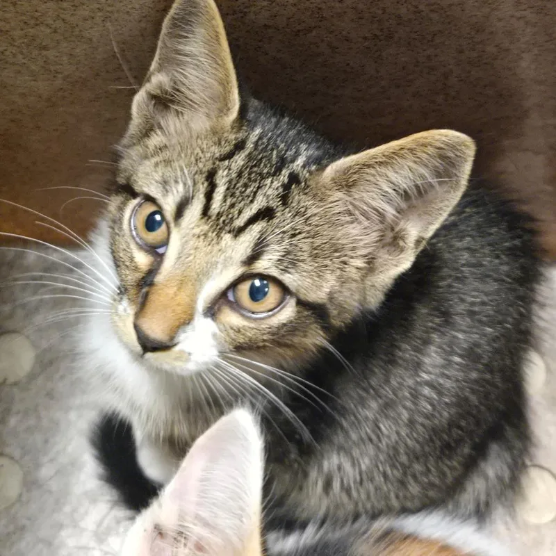 A baby small-sized male Brown / Chocolate Domestic Short Hair cat named Falcon for adoption in Birmingham, AL