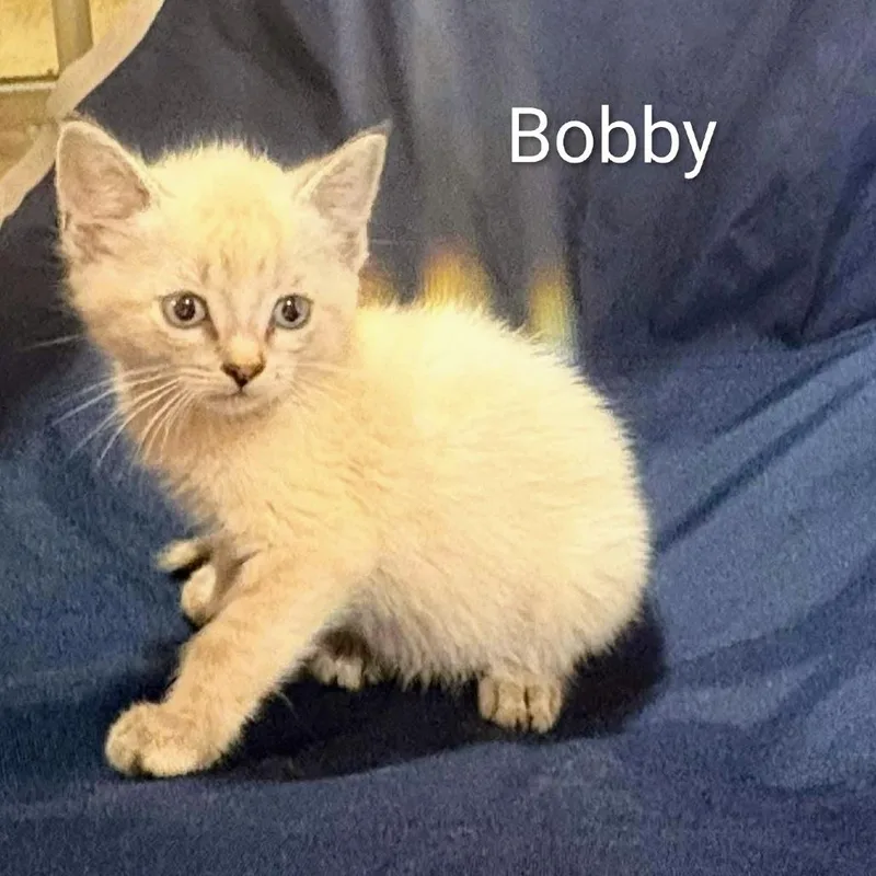 A baby small-sized male White Siamese cat named Bobby for adoption in CHANUTE, KS