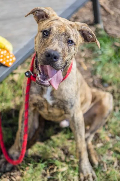 A young medium-sized male Mixed Breed dog named Hotdog for adoption in Chamblee, GA