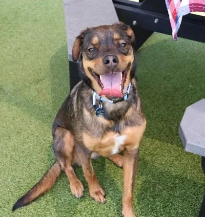 A young medium-sized female Mixed Breed dog named Mocha for adoption in Athens, GA