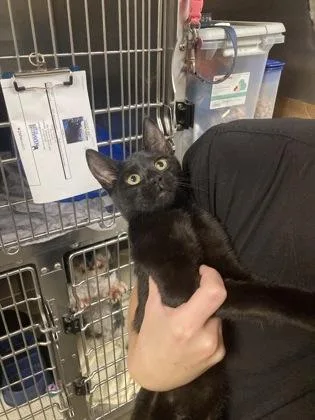 A baby small-sized male Domestic Short Hair cat named Pretzel for adoption in Fairhope, AL