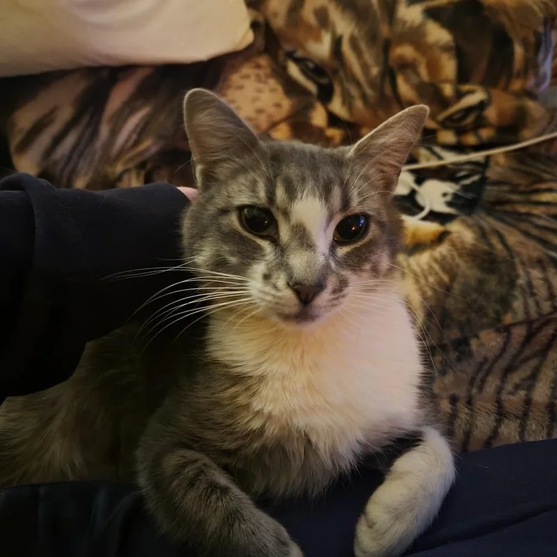 An adult medium-sized female Domestic Short Hair cat named Tia for adoption in Broomfield, CO