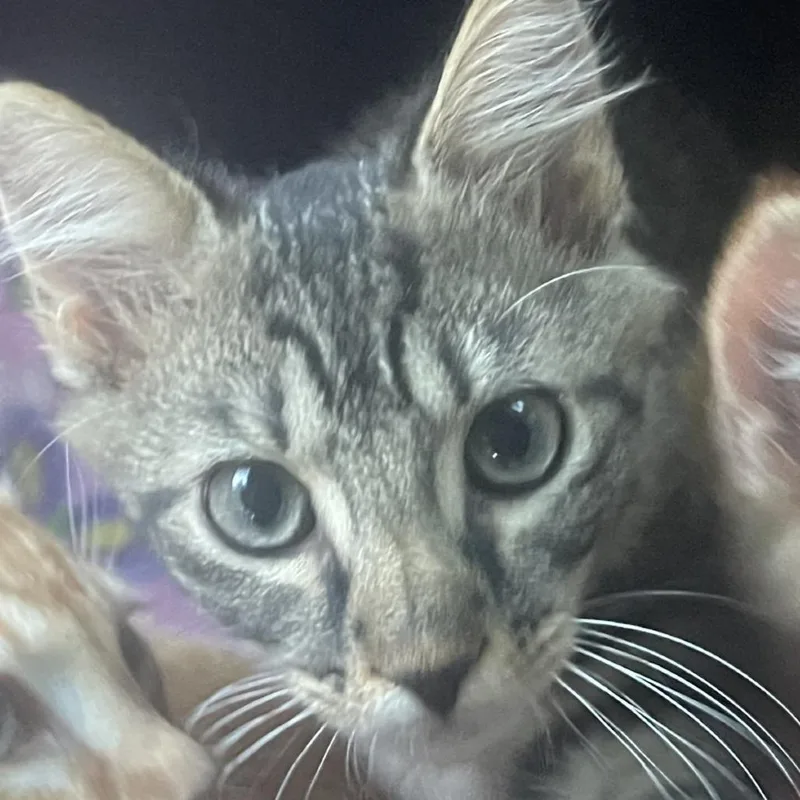 A baby small-sized male Domestic Short Hair cat named Blackberry for adoption in Cumming, GA