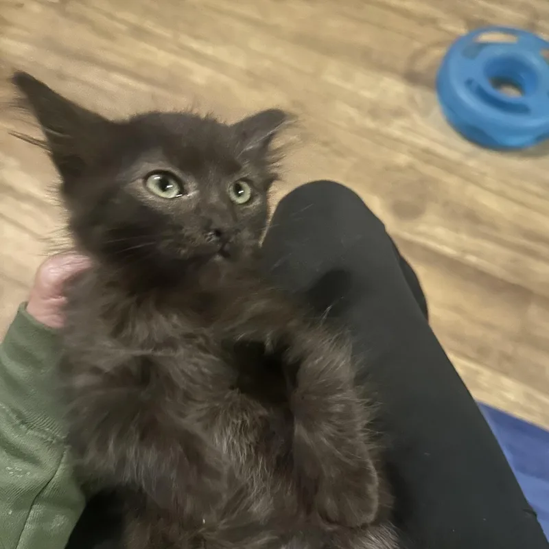 A baby medium-sized male Domestic Medium Hair cat named Summer Winter for adoption in Providence Forge, VA