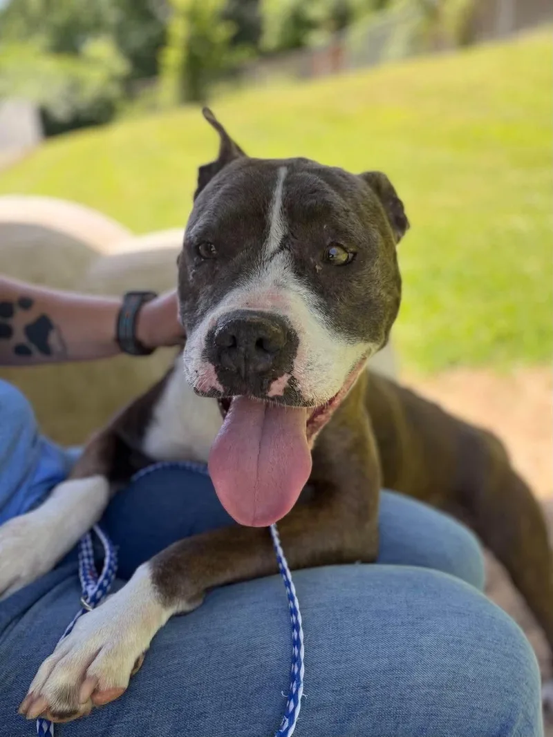 An adult medium-sized female Gray / Blue / Silver Mixed Breed dog named Maizey for adoption in Leitchfield, KY