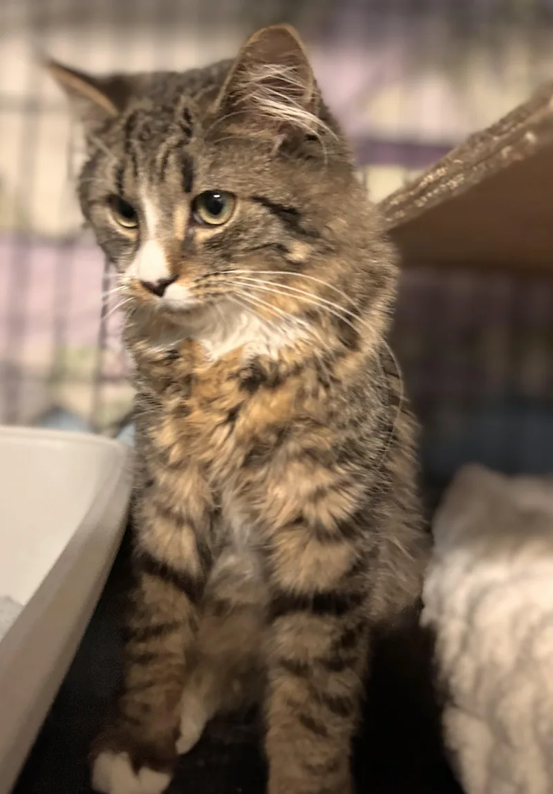 A baby large-sized male Tabby (Brown / Chocolate) Maine Coon cat named Dexter Bushytail for adoption in Melrose, MA