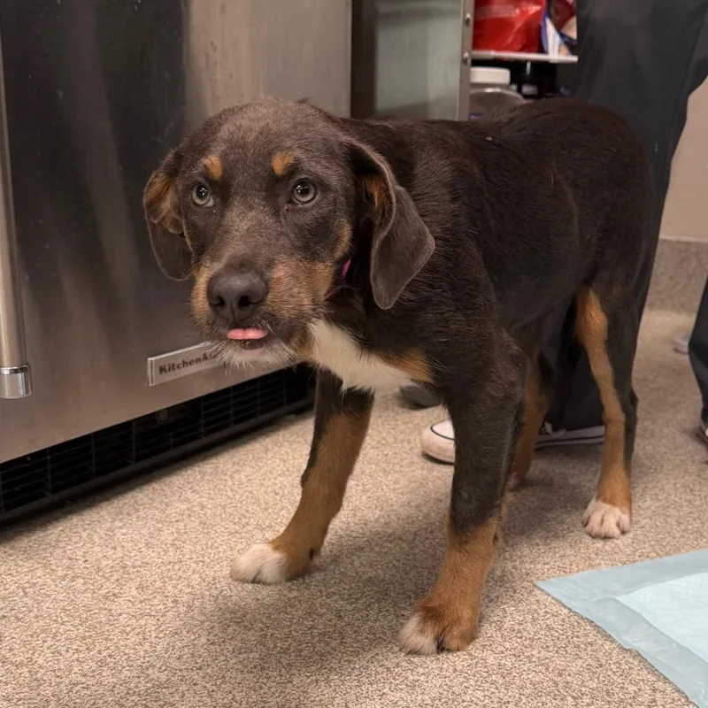 A baby small-sized female Black Mixed Breed dog named Georgia for adoption in Englewood, FL