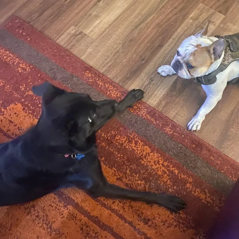 Nova Cora thumbnail 3