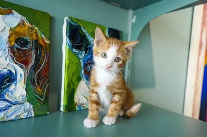 A baby small-sized male Domestic Short Hair cat named Dorito for adoption in San Antonio, TX