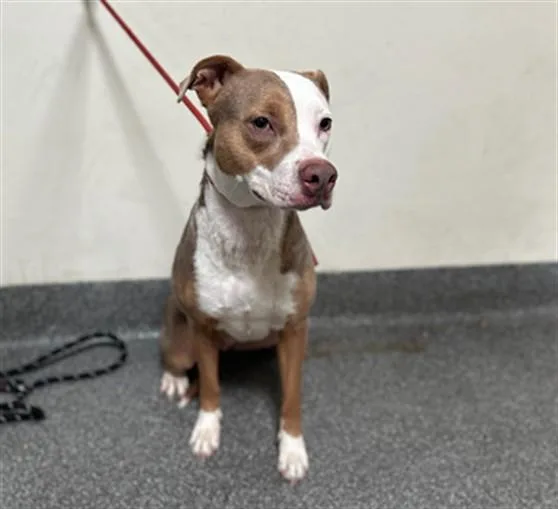 A young large-sized female Pit Bull Terrier dog named Summer for adoption in Los Angeles, CA
